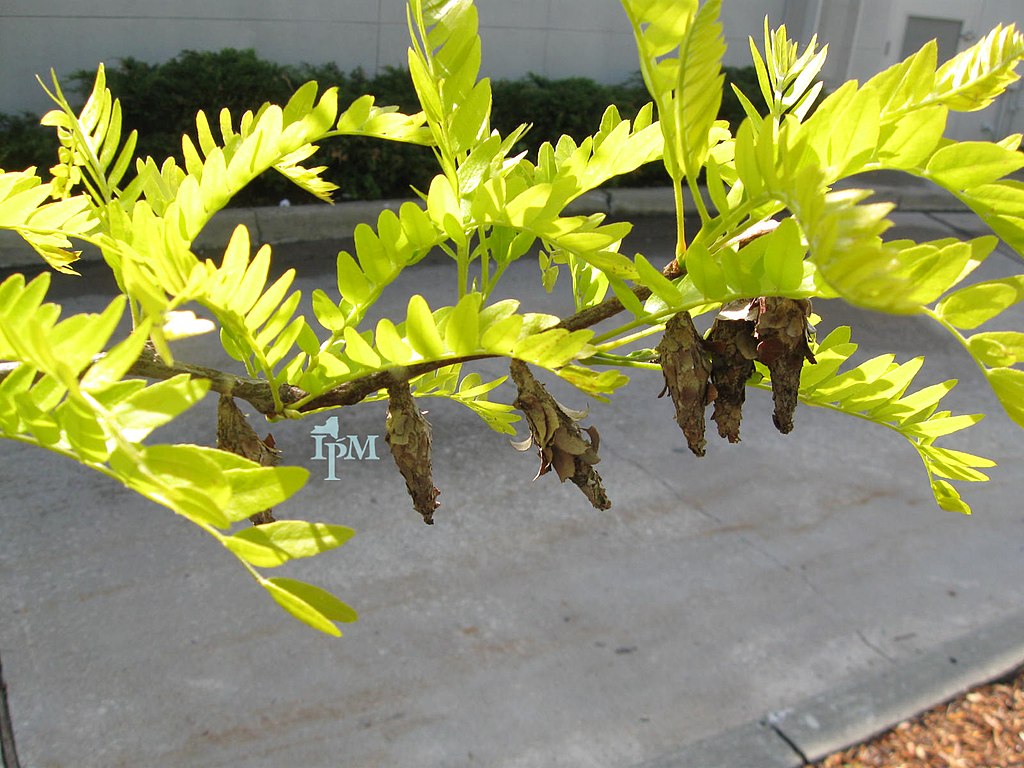 Bagworms in tree