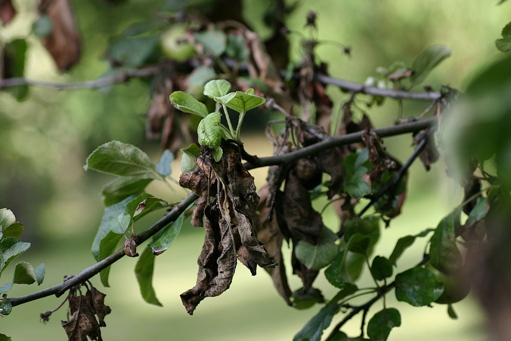 Apple tree with blight disease