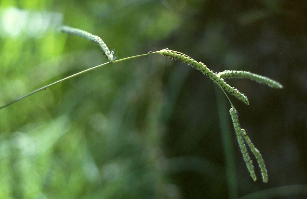 Dallisgrass grassy lawn weed