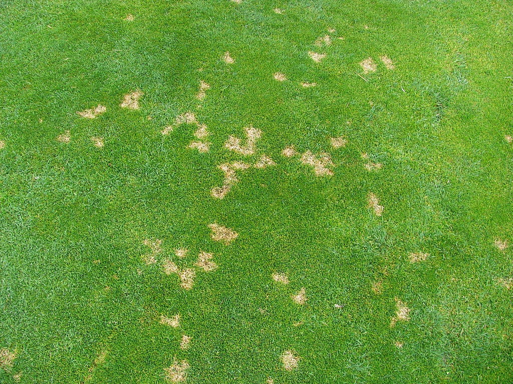 Dollar Spot Lawn Disease