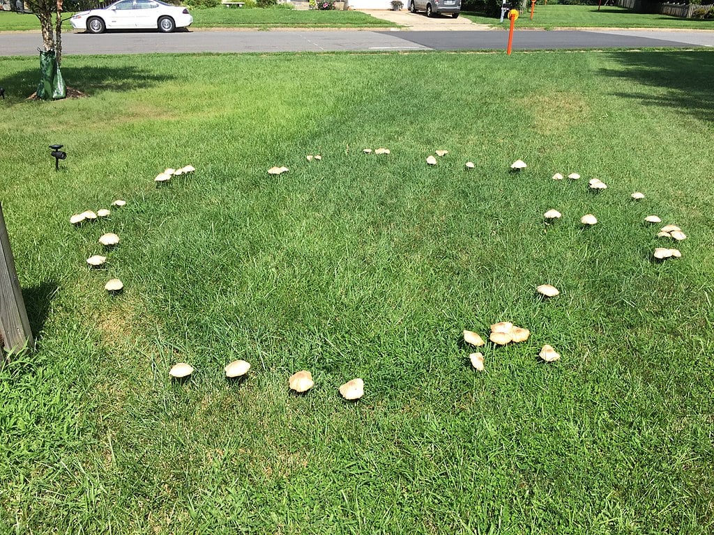 Fairy Ring Lawn Disease with mushroom circle
