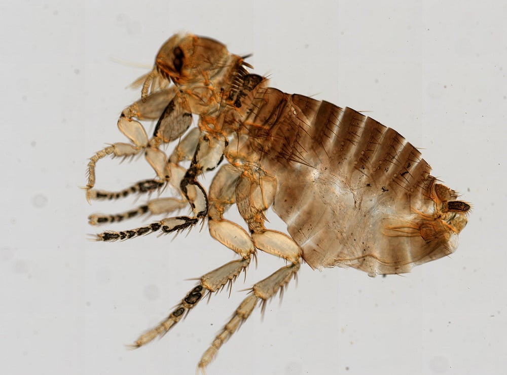 Image of flea