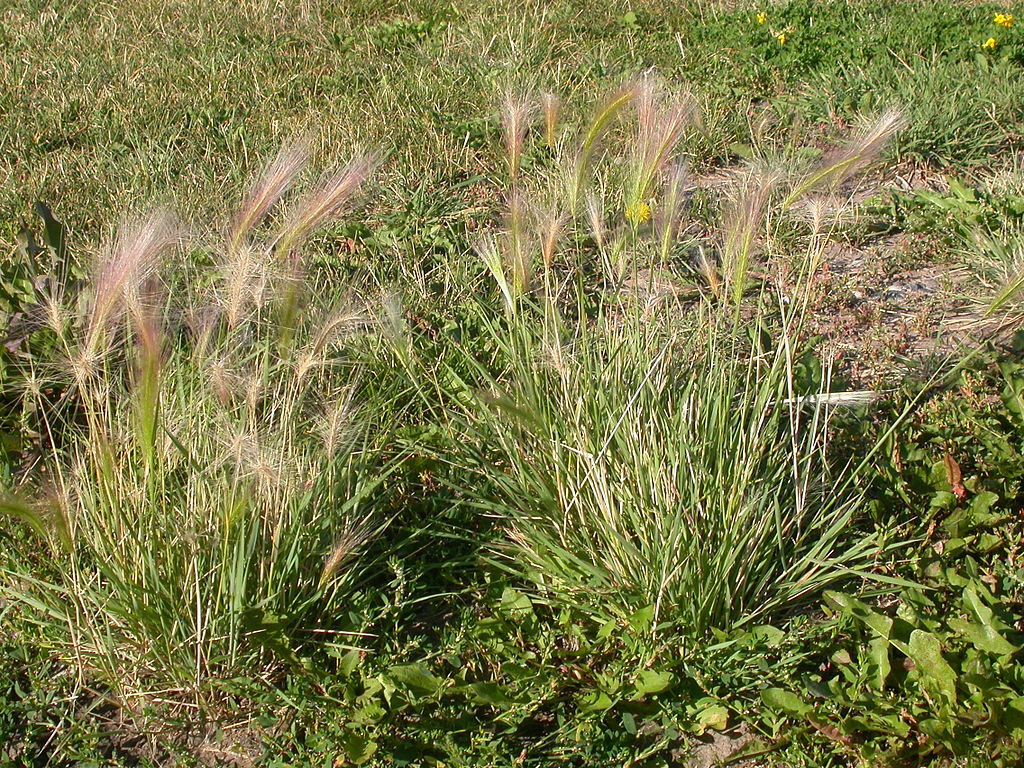 foxtail grass identification