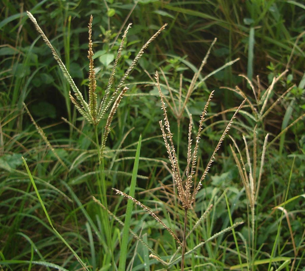 Goosegrass lawn weed