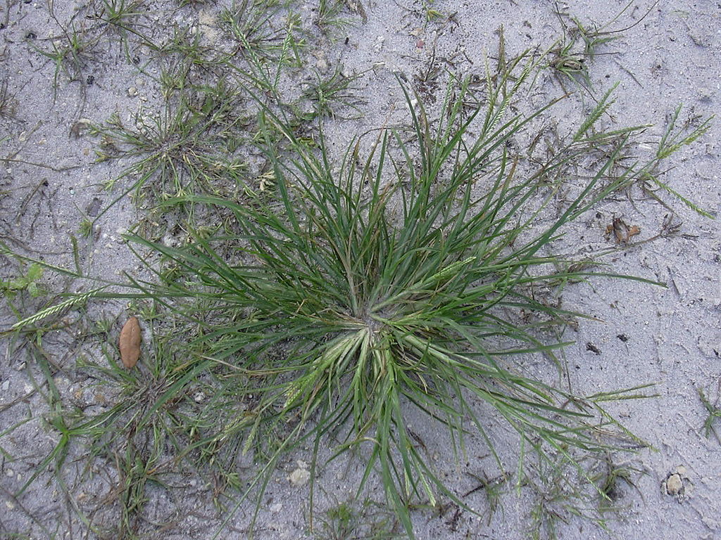 Goosegrass weed