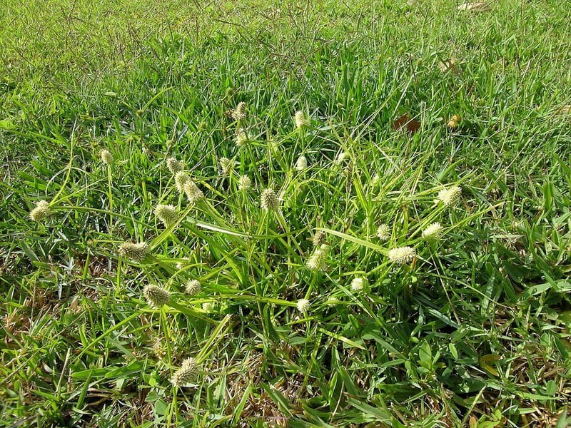 Kyllinga spring lawn weed