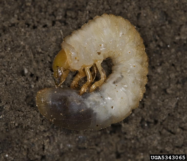 Lawn grub in dirt