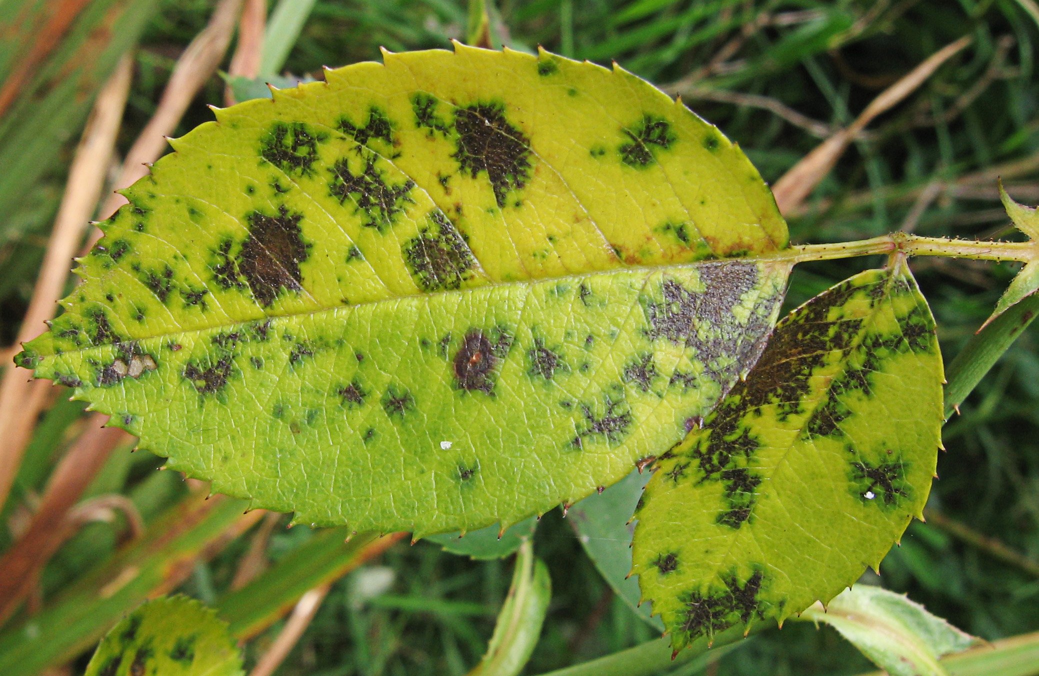 Leaf with black spot