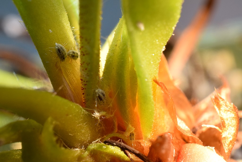 Mealybugs damaging plant
