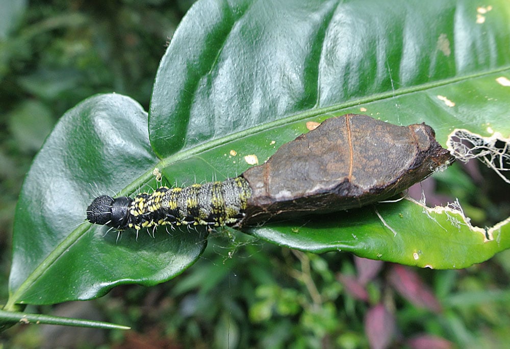 bagworm leaf damage