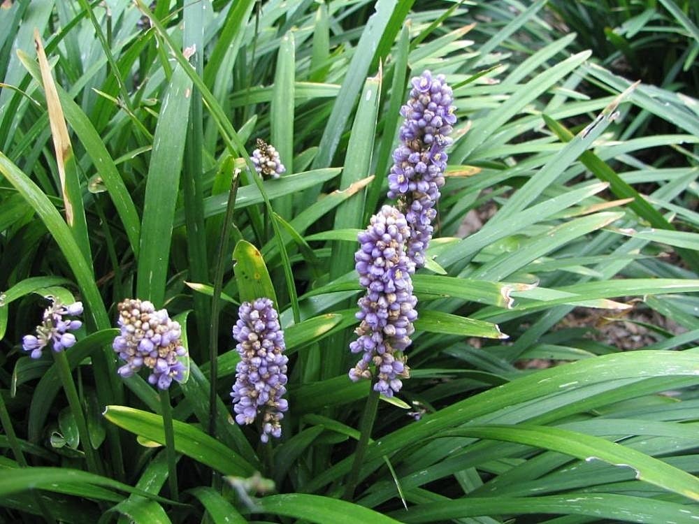 Monkey Grass landscape weed