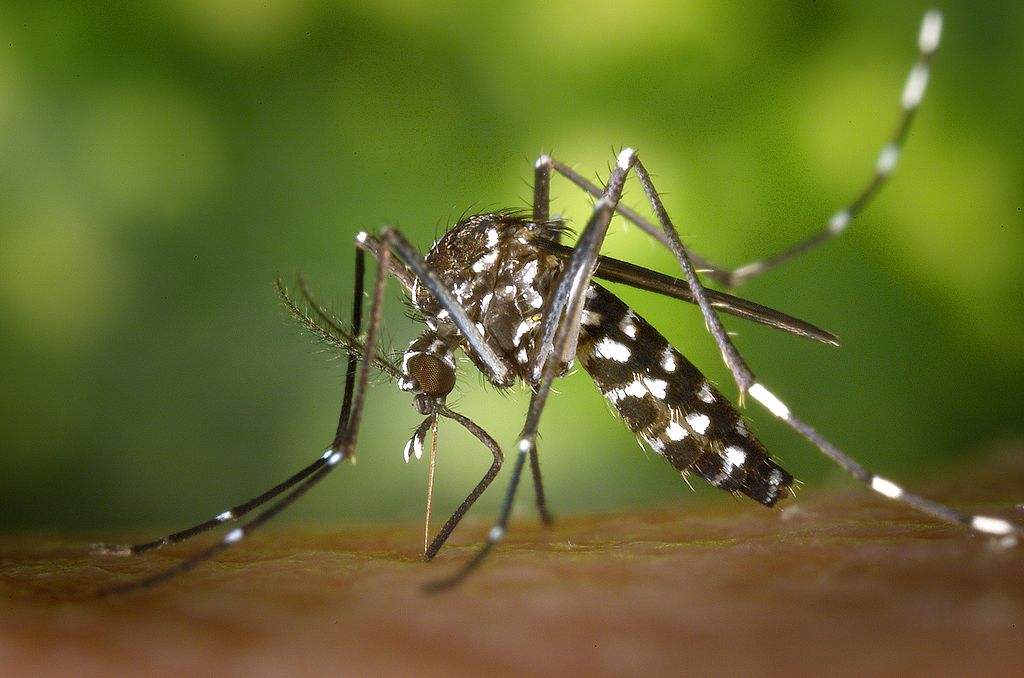 Mosquito in yard