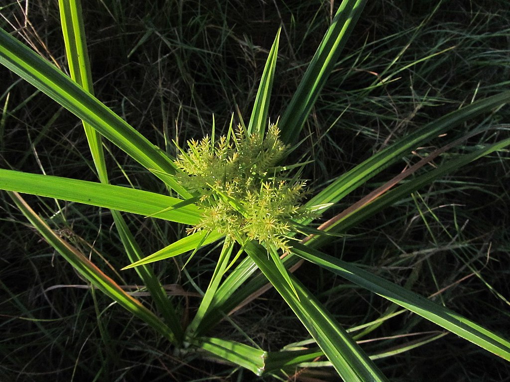 Nutsedge landscape weed