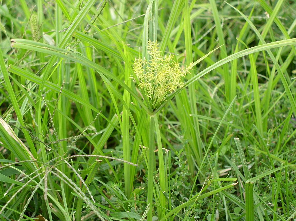 Nutsedge spring lawn weed