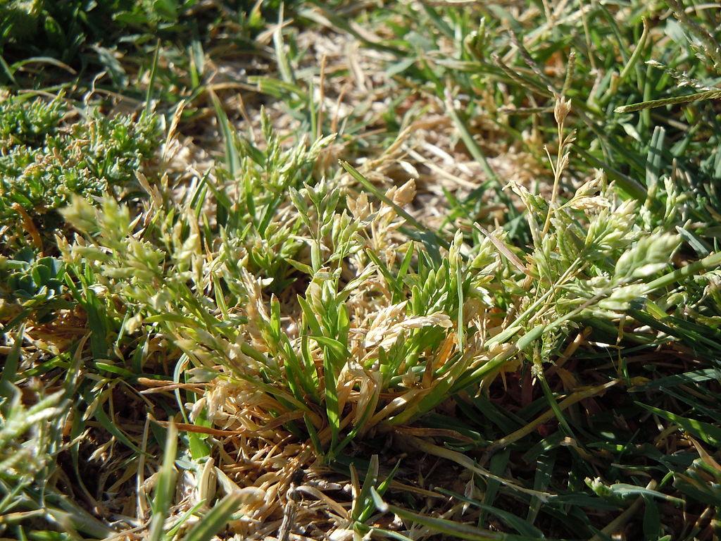 Poa Annua spring lawn weed