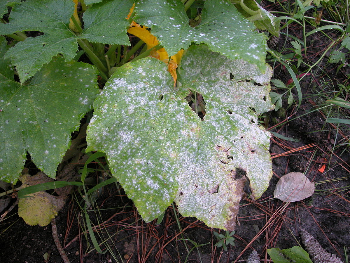 Shrub with powdery mildew