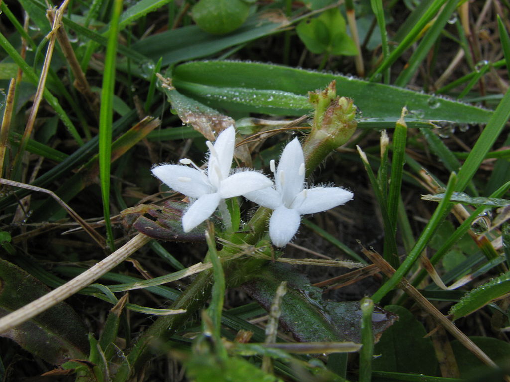 Virginia Buttonweed landscape weed