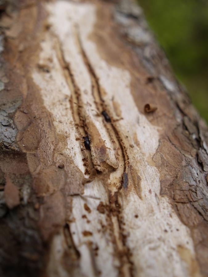 Woodboring beetle damage