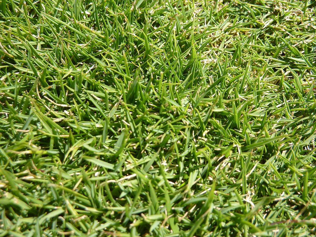 Zoysia Grass