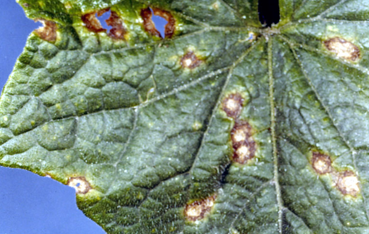 anthracnose