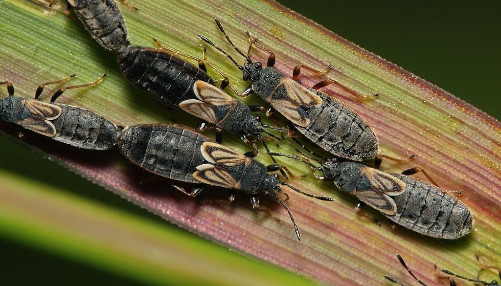 chinch bugs on blade of grass