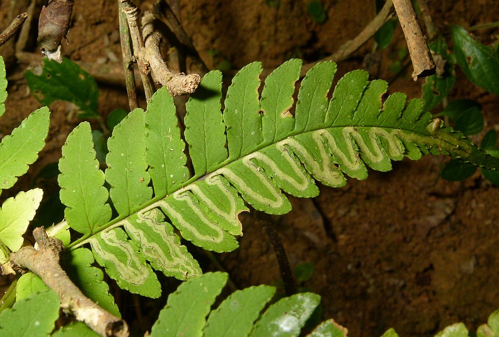 leaf miner insect damage