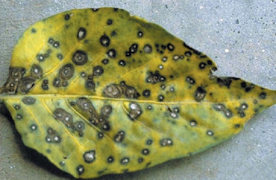 leaf with leaf spot disease
