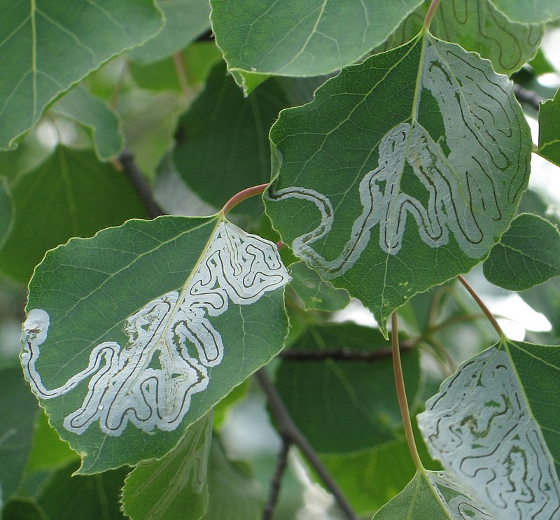 leafminer