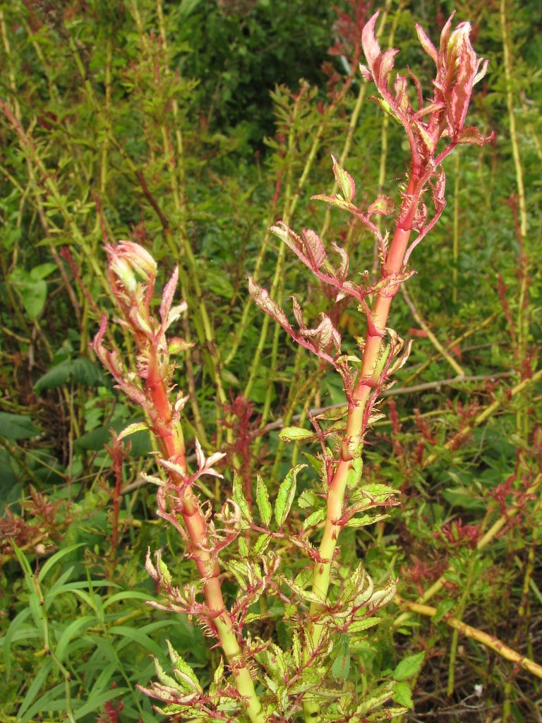 rose rosette disease