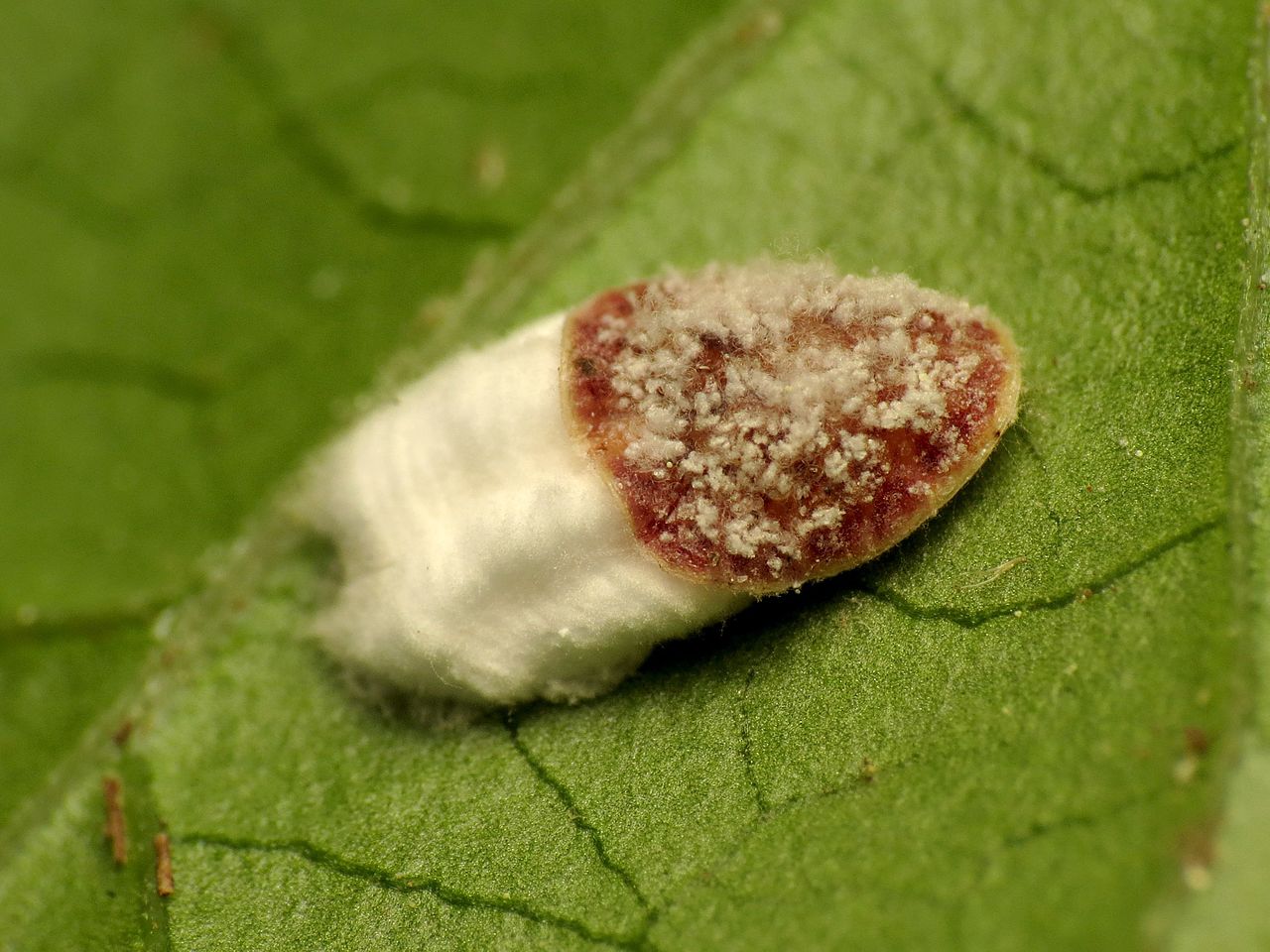 scale insect