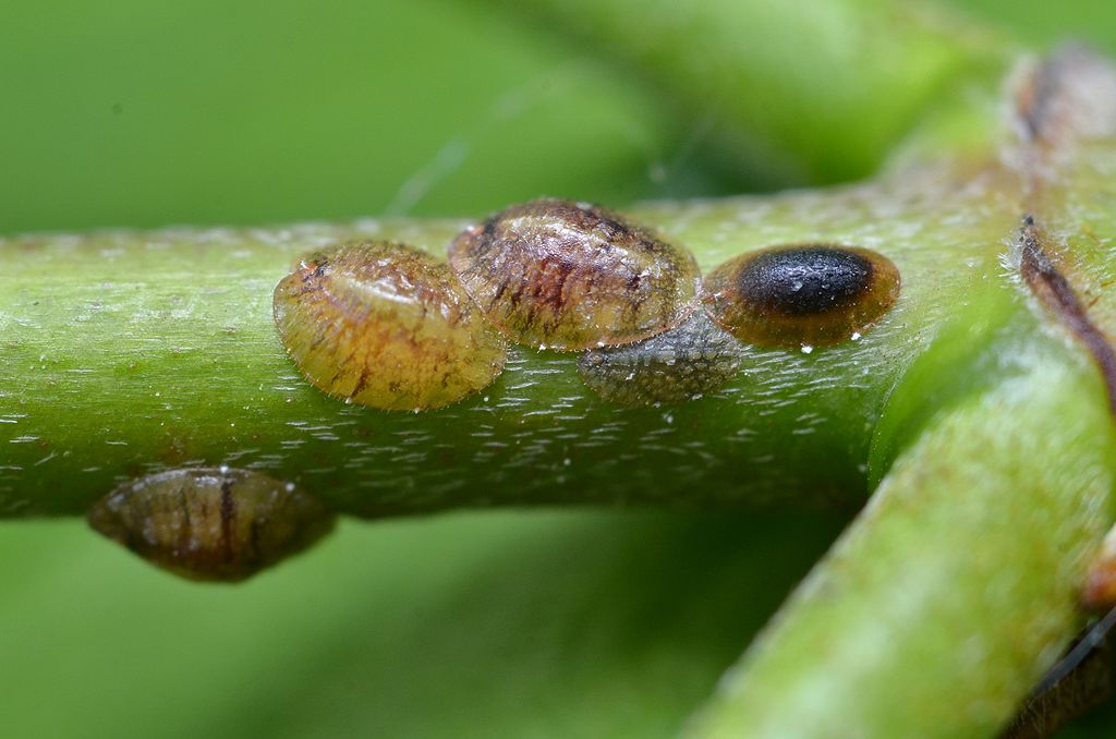 Scale insects on tree stem