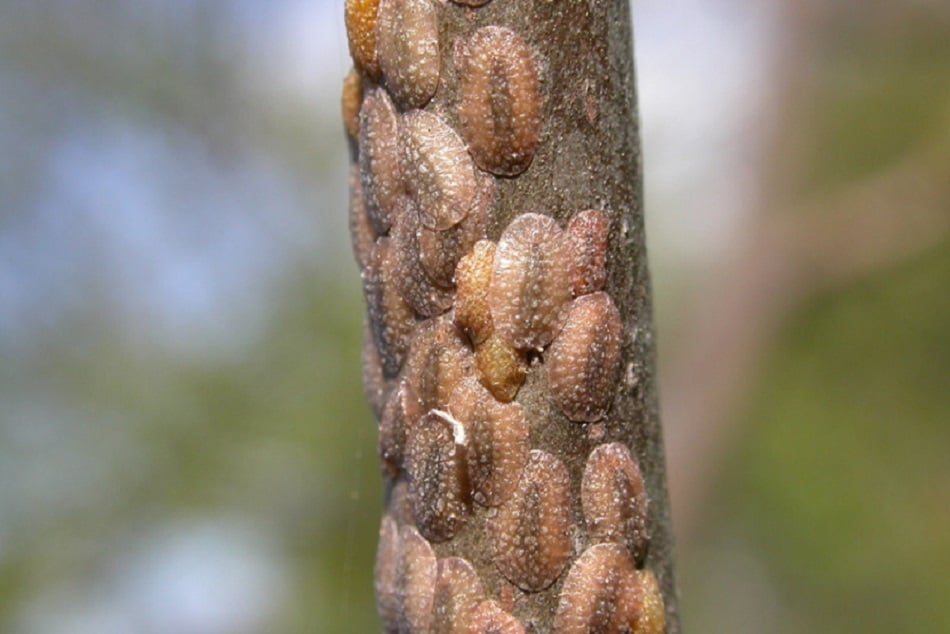 scale insects on tree