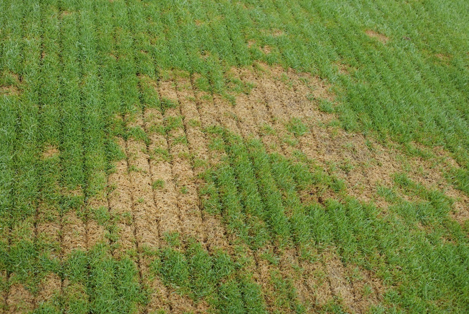 Slice seeding a lawn