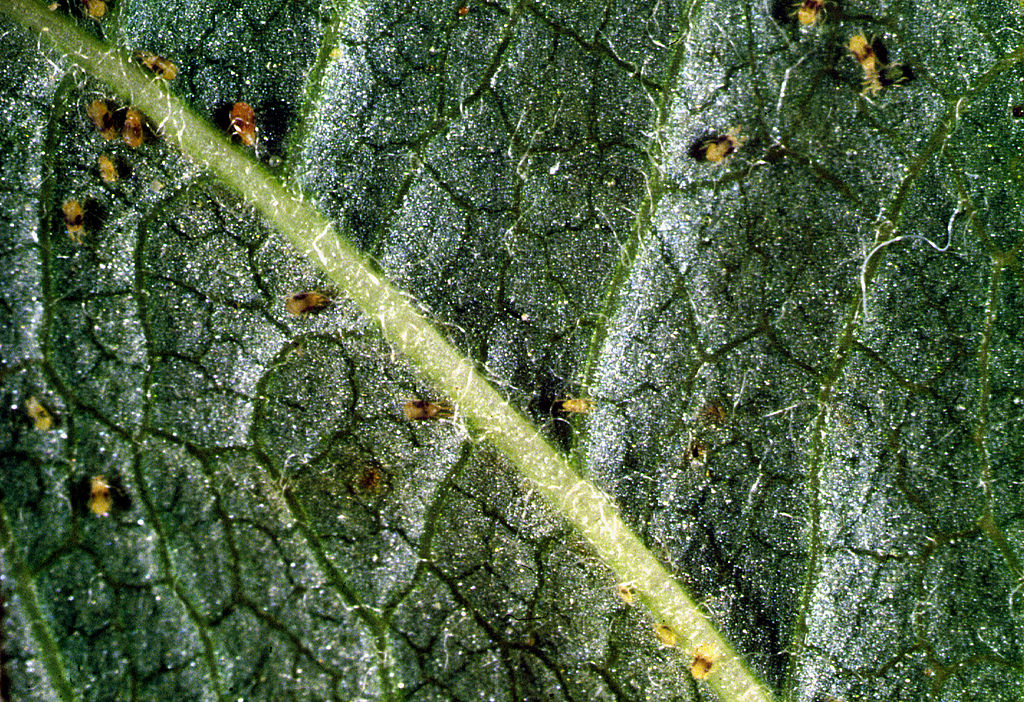 spider mites on leaf