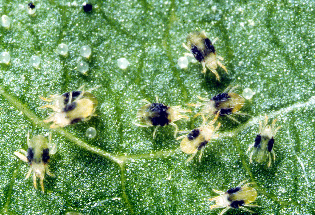 spider mites on leaf