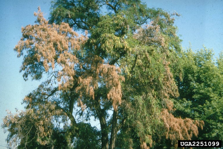 Tree with verticillium wilt disease