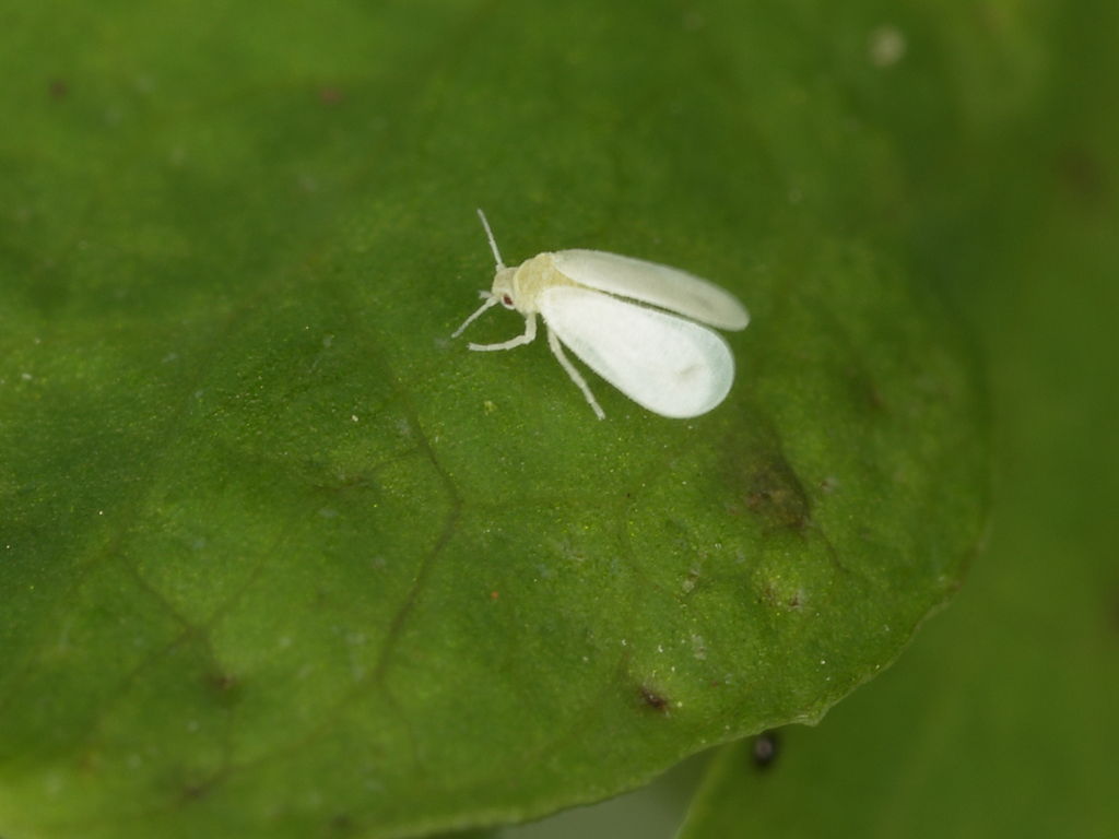 whitefly on leaf