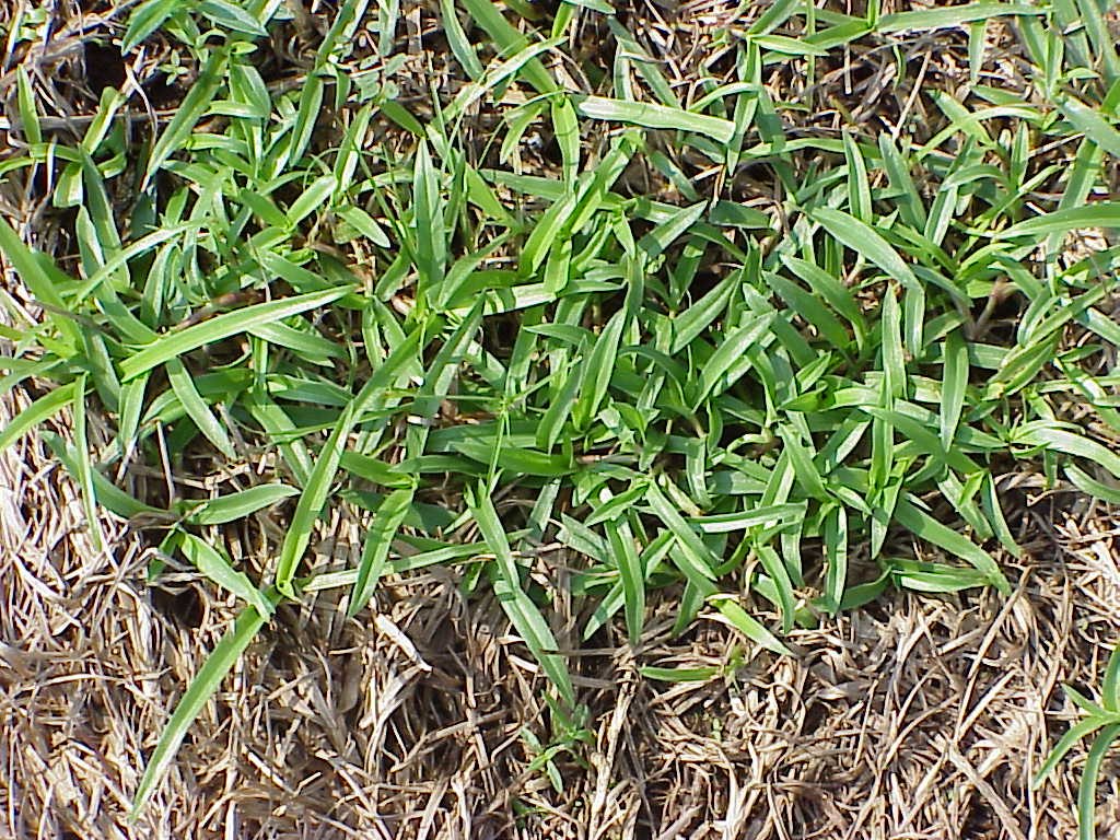 Doveweed lawn weed