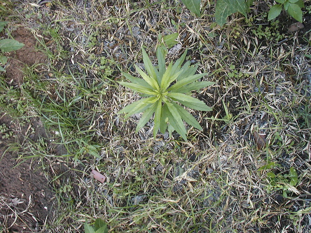 Fireweed lawn weed