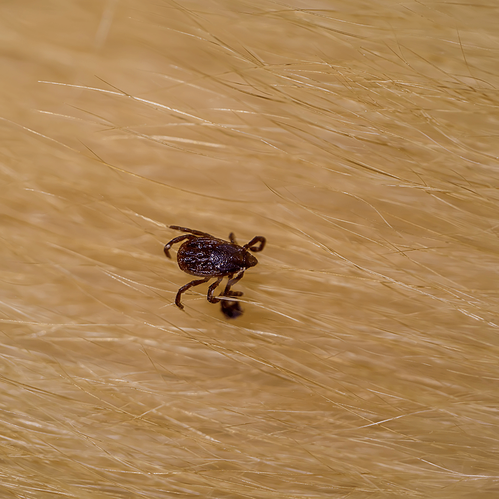 Flea and Tick Control Pricing_Master Lawn-min