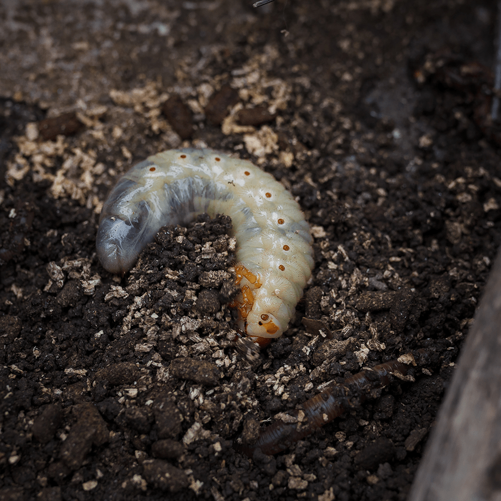 Grub Control Pricing_Master Lawn-min