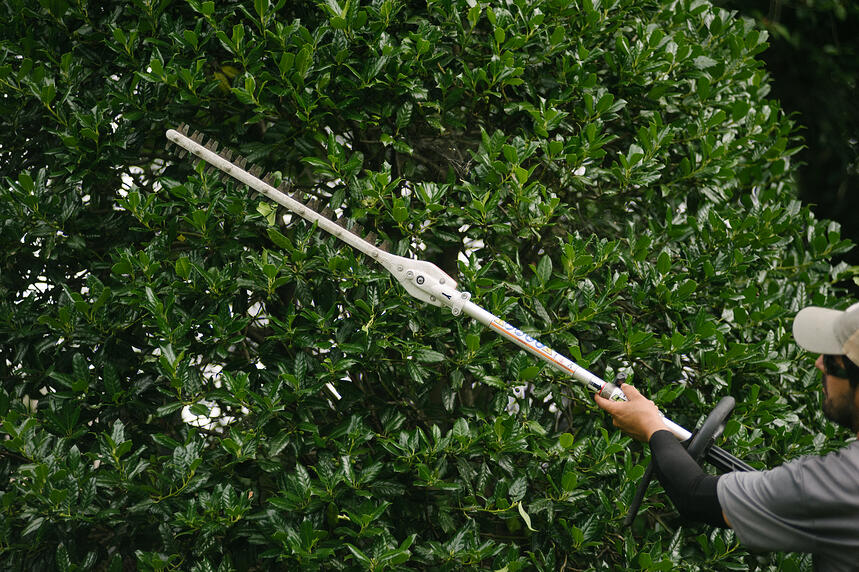plant care team pruning plant