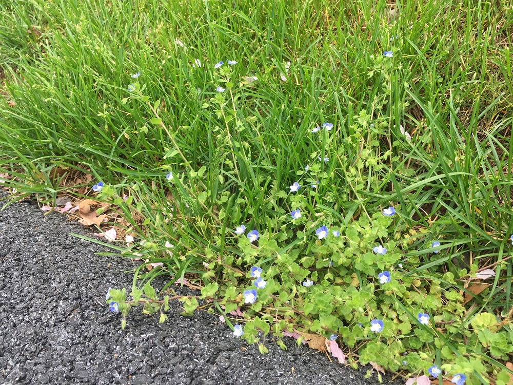 Corn speedwell lawn weed