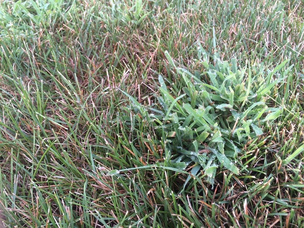 Clump of crabgrass in lawn