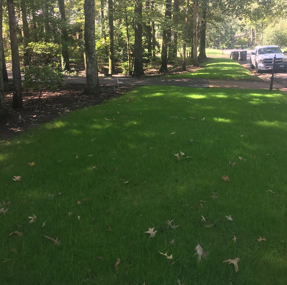 Fescue grass