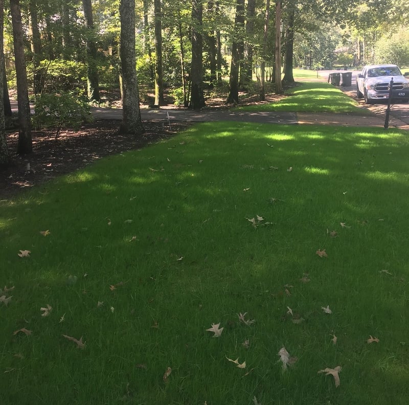 Fescue - edits