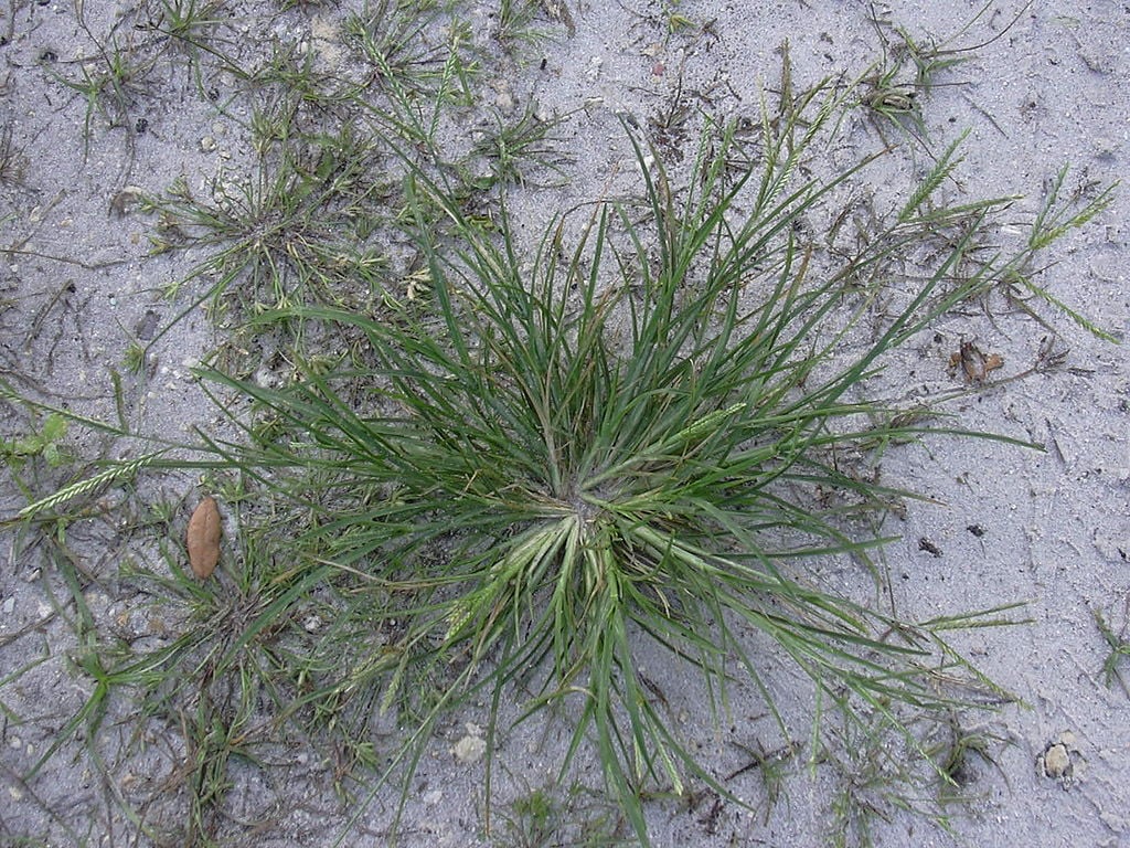 Goosegrass weed