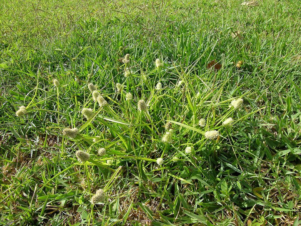  Kyllinga lawn weed Tennessee 