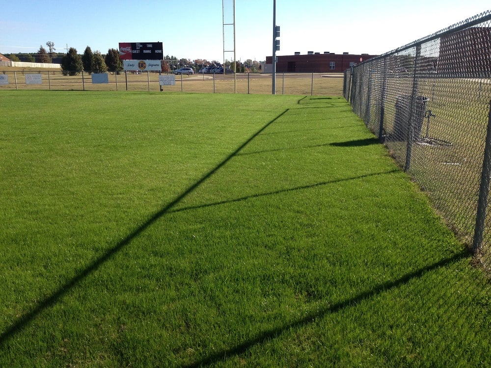 Rye grass in Memphis, TN