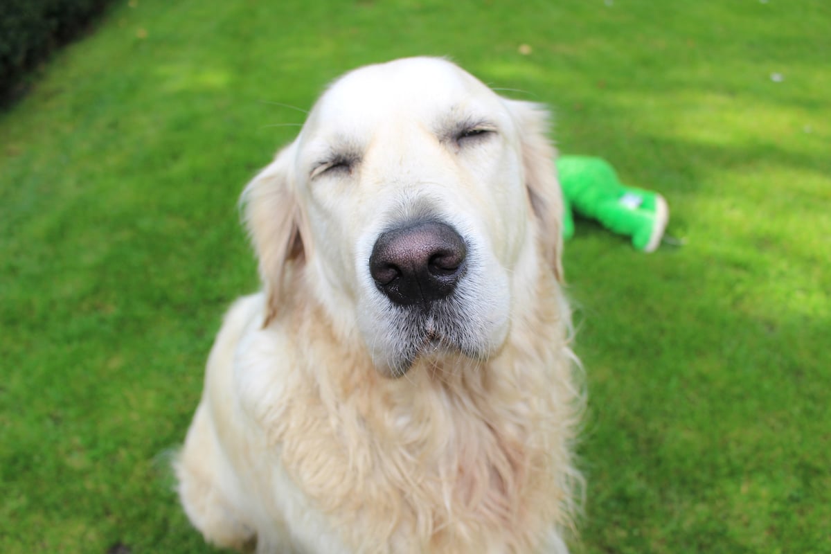dog sits on lawn 